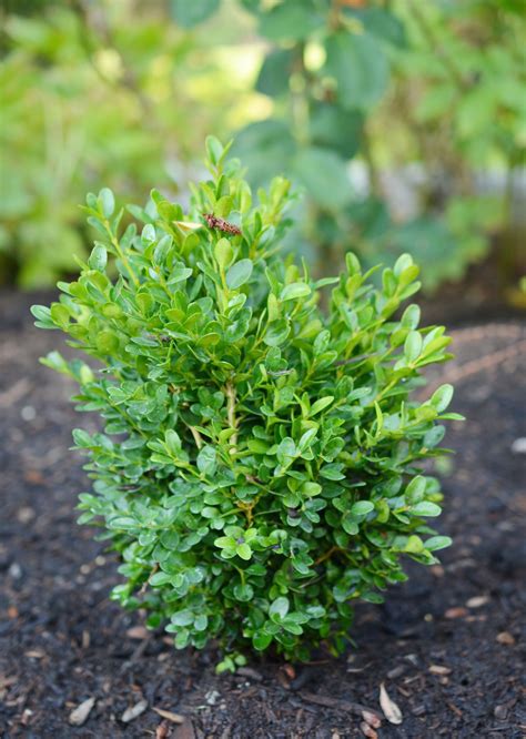 Planting A Boxwood Hedge With Heyswansons — Seattles