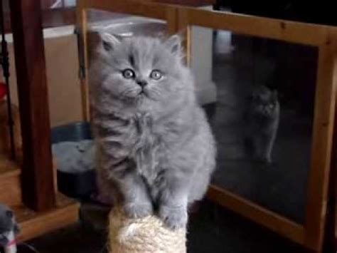 The british longhair is a mix of british shorthair and persian, offering the unique coat features of a persian and the temperament. BRITISH SHORTHAIR AND BRITISH LONGHAIR KITTENS VAN M&M ...