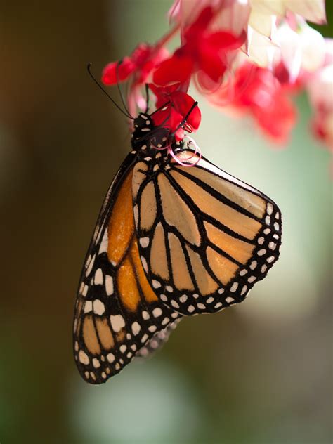 Monarch Butterfly Monarch Butterfly In The Butterfly House Flickr