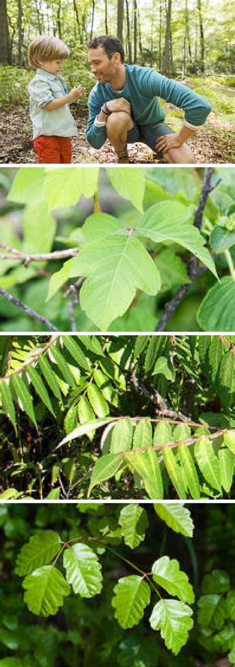 The Differences Between Poison Ivy Poison Oak And Poison Sumac