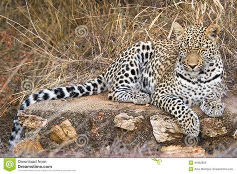Leopard Sleeping Panthera Pardus Stock Photo Image Of