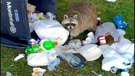 Raccoon In A Trash Can 5 Ways To Defeat Garbage Fix