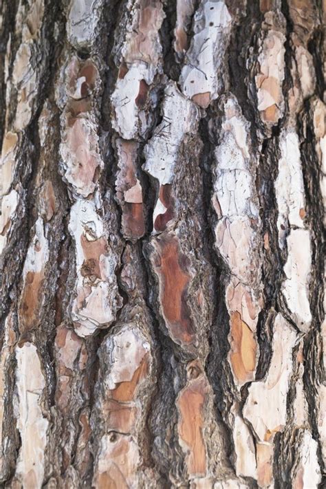 The Bark Of A Tree Is Brown And White