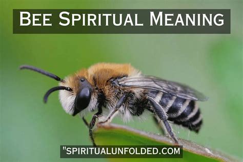 Bee Spiritual Meaning And Symbolism A Short Spirit Guide About Bee