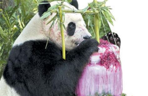 Wild Pandas In China Turn Carnivorous Fight For Meat The New Indian
