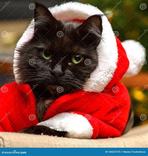Festive Portrait Of Black Cat Dressed As Santa Claus Stock Image