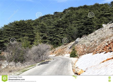 Lebanon Cedars And Snow Stock Image Image Of Lebanese 71557613