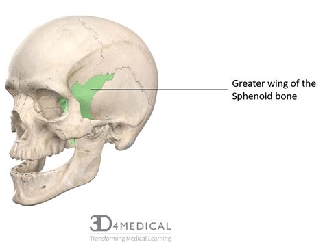 Back Of Skull Anatomy / Bones Of The Head And Neck Interactive Anatomy