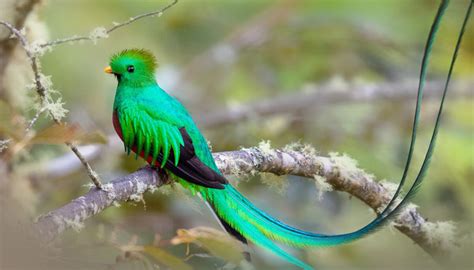 Meet The Gorgeous Resplendent Quetzal One Of The Worlds Most