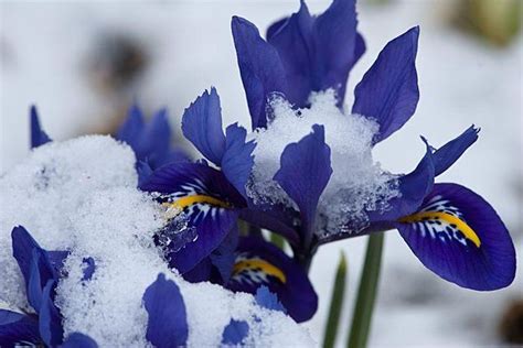 Winter Flowering Irises What To Grow In Winter Plants Perfect For