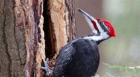Woodpecker Drumming - Grand Traverse Regional Land Conservancy : Grand 