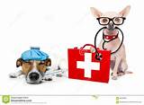 Images of Dog Medical Kit