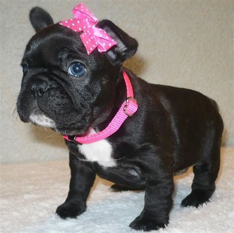 Sdhs receives many different reptiles available for adoption. French Bulldog Puppies For Sale | San Diego, CA #262400
