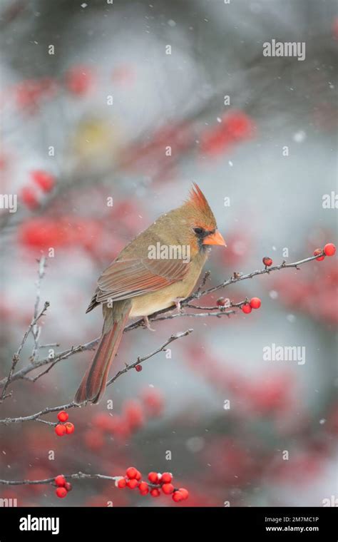 01530 21712 Northern Cardinal Cardinalis Cardinalis Female In Common