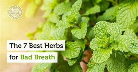 the 7 best herbs for bad breath bad breath herbs mouth health