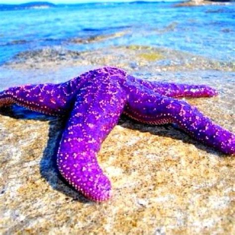 Sea Star By Eric Keys Starfish All Things Purple Purple Animals