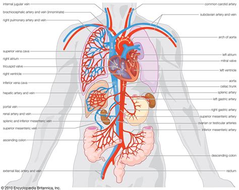 Circulatory System Students Britannica Kids Homework Help