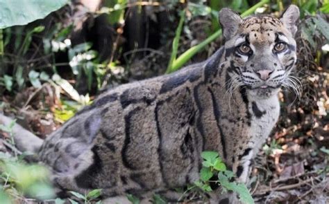 For The First Time In Over 30 Years An Extinct Clouded Leopard Was