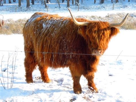 Highland Cattle In Snow Livestock Cattle