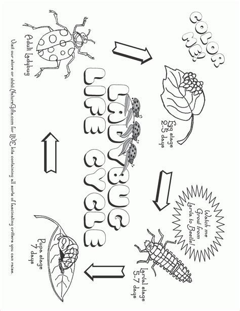 Life Cycle Of A Plant Coloring Page Free Coloring Page Coloring Home