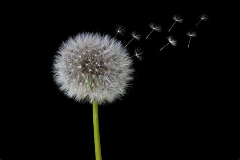 27 Dandelion Pictures Download Free Images And Stock