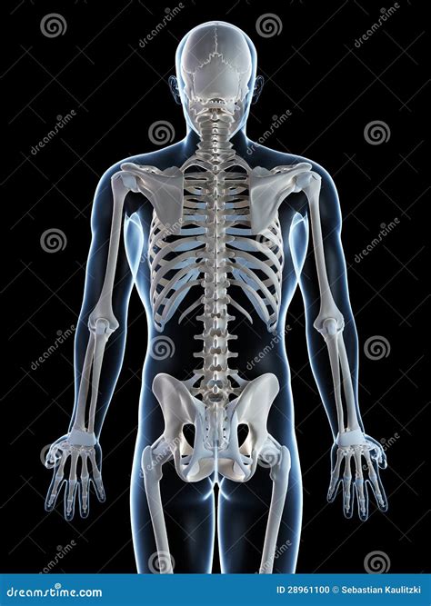 Male Skeleton Stock Illustration Illustration Of Biology 28961100