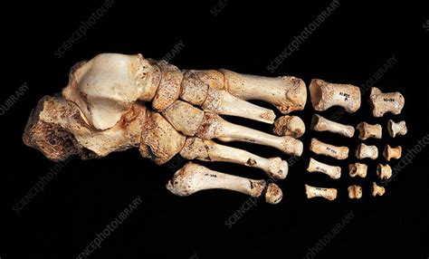 Fossilised Foot Sima De Los Huesos Stock Image E4360121 Science
