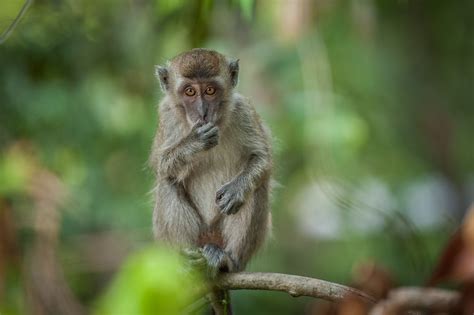 Long Tailed Macaque Sean Crane Photography