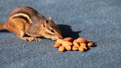 Chipmunk Eating Almonds Youtube