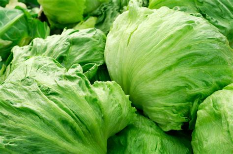 It's pronounced 'romaine', like the lettuce. What Is Crisphead Lettuce: Tips On Growing Crisphead ...