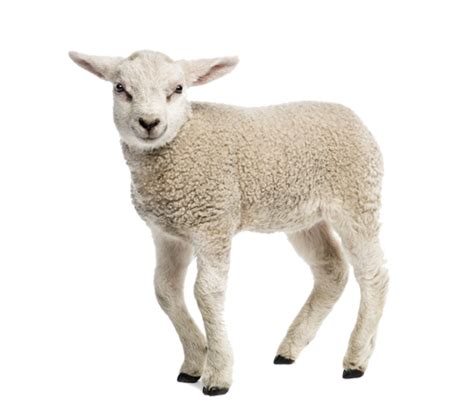 Lamb Free Download Png Png All Png All