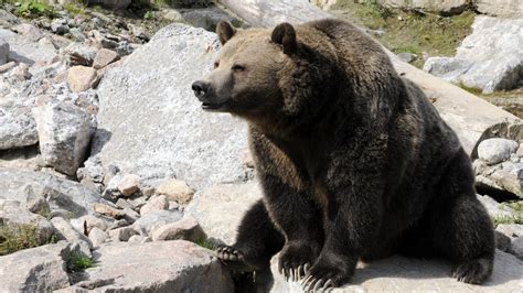 Wyoming Approves First Grizzly Hunt In 44 Years Youtube