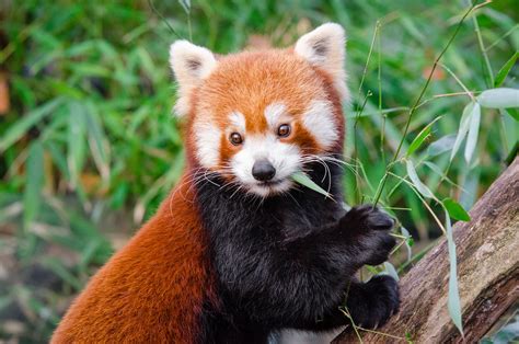 Os Pandas Vermelhos São Duas Espécies Distintas Zap Notícias