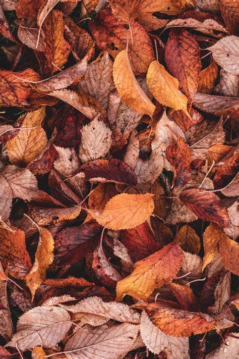 Fall Leaves Wallpaper Nawpic