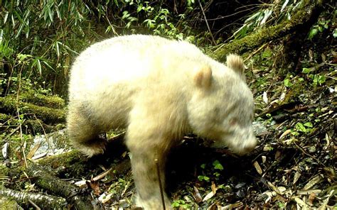 Rare Albino Panda Caught On Camera In China For The First Time Ever