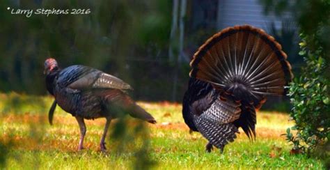 Osceola Turkey Photos Florida Turkey