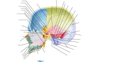 Mid Sagittal Skull Diagram Quizlet