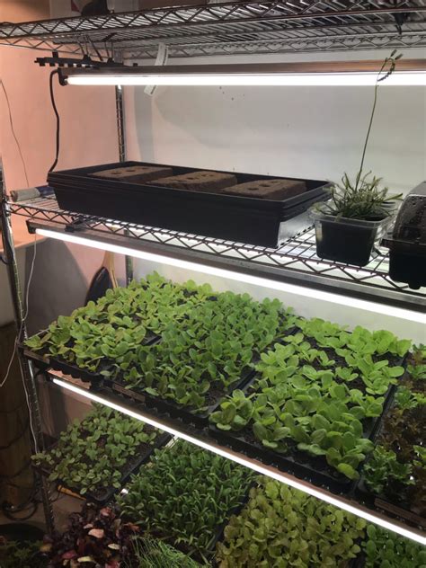 Growing Microgreens Indoors Its Easier Than You Might
