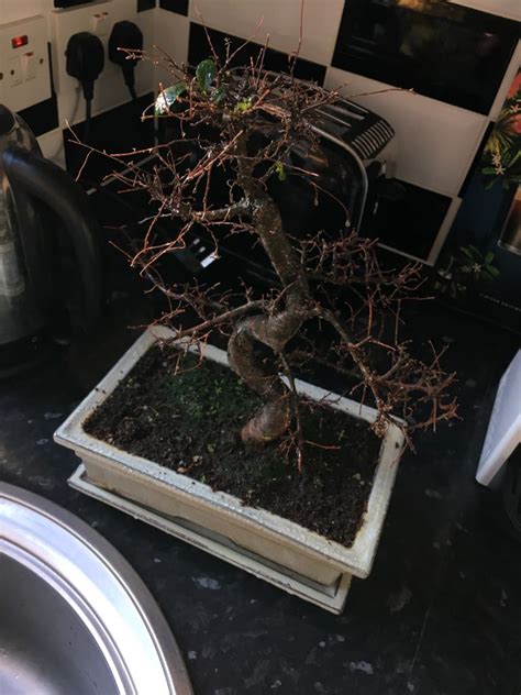 Diagnosis How To Revive A Bonsai That Was Repotted After It Was Dying