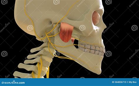 Masseter Deep Muscle Anatomy For Medical Concept 3d Rendering Stock