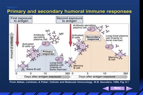 Microbiology Exam 1 Lecture 4 Humoral Immunity B Cell Activation