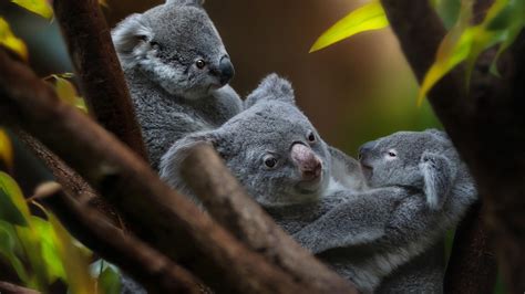 Cute Koala Wallpapers Top Free Cute Koala Backgrounds Wallpaperaccess