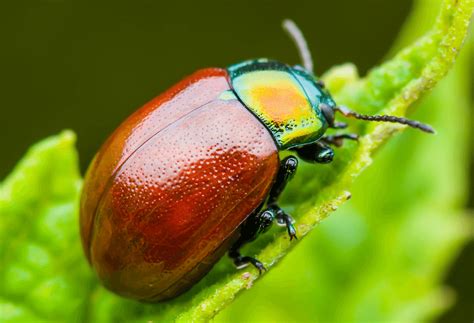 Get rid of june bugs naturally. June Bugs | ExperiGreen