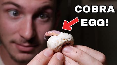 Hatching Cobra Eggs Youtube