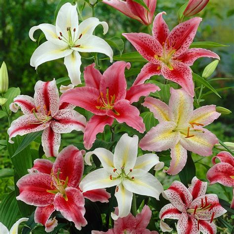 Fragrant Oriental Lily Bulb Mix Lilium Fragrant Mix High Country Gardens