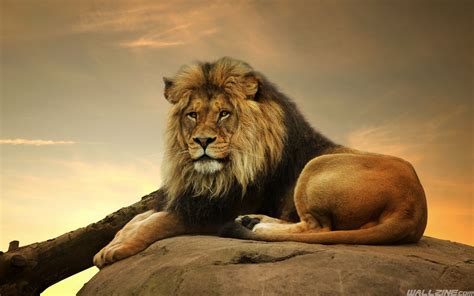 Majestic Male Lion Hd Desktop Wallpaper Lion Images