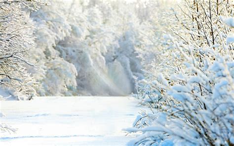 100 Hình ảnh Mùa đông Tuyết Phủ Trắng Xóa Cực đẹp