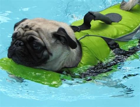 83 Best Images About Swimming Pugs On Pinterest Swim Lessons Pug