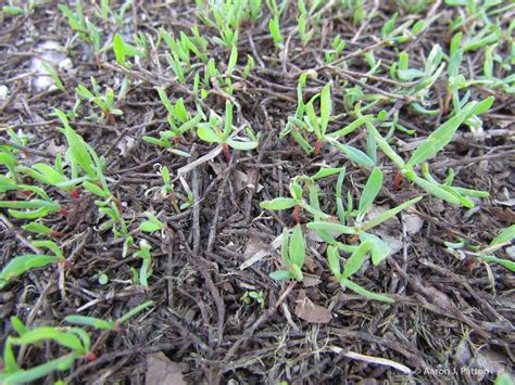 Purdue Turf Tips New Weed Of The Month Series February