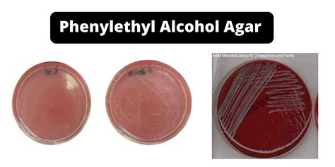 Phenylethyl Alcohol Agar Composition Preparation Uses Limitation